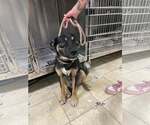 Small Photo #3 German Shepherd Dog-Unknown Mix Puppy For Sale in Frenchburg, KY, USA