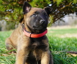 Small Photo #1 Belgian Malinois Puppy For Sale in WEST PLAINS, MO, USA