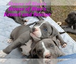 Small #5 American Pit Bull Terrier