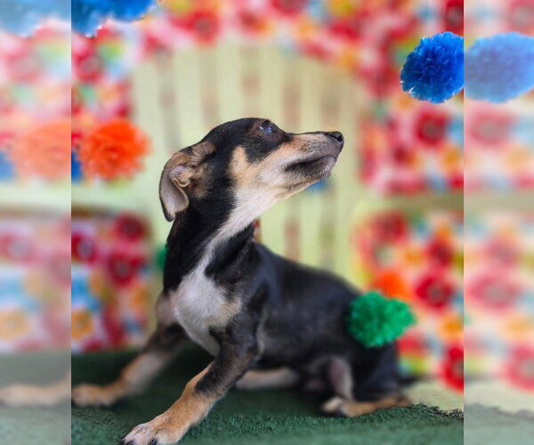 Medium Photo #2 Doxie-Pin Puppy For Sale in Chino Hills, CA, USA