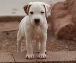Puppy Nitro Jack Russell Terrier