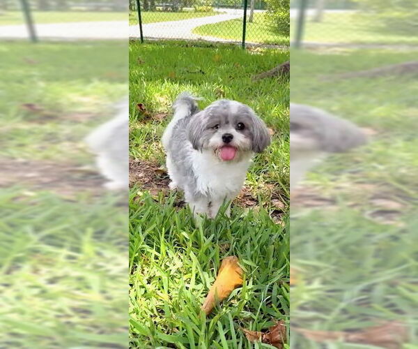 Medium Photo #7 Shih Tzu Puppy For Sale in Weston, FL, USA