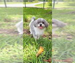 Small #6 Shih Tzu