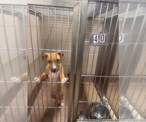 American Pit Bull Terrier Dogs for adoption in Aurora, IL, USA