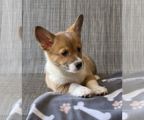 Medium Photo #2 Pembroke Welsh Corgi Puppy For Sale in MANSFIELD, MO, USA