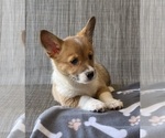Small #1 Pembroke Welsh Corgi