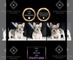 Medium French Bulldog
