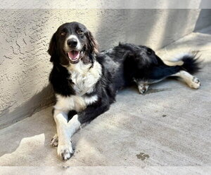 Border Collie Dogs for adoption in Paso Robles, CA, USA