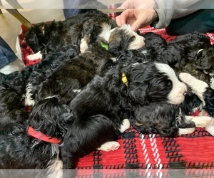 Bernedoodle Puppy for sale in GRABILL, IN, USA