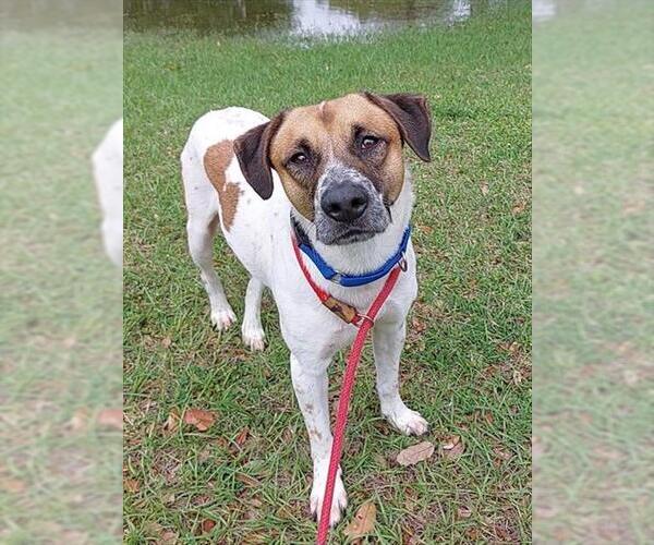 Medium Photo #2 Pointer-Unknown Mix Puppy For Sale in Fort Lauderdale, FL, USA