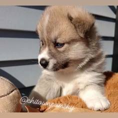 Pomsky Puppy for sale in CHICAGO, IL, USA