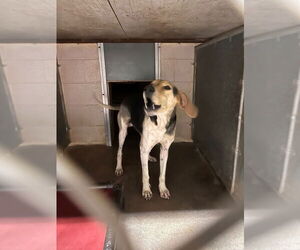 Mutt Dogs for adoption in Maryville, TN, USA