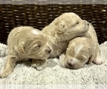Small Photo #9 Goldendoodle (Miniature) Puppy For Sale in HALTOM CITY, TX, USA