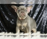 Small #2 French Bulldog