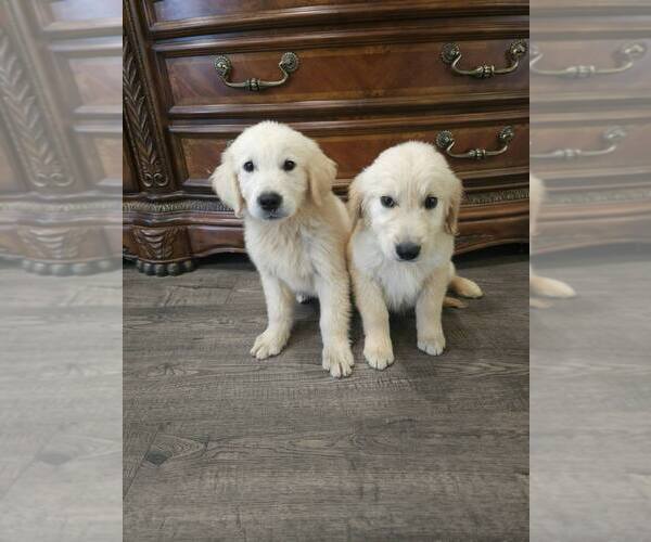 Medium Photo #3 Golden Retriever Puppy For Sale in SACRAMENTO, CA, USA