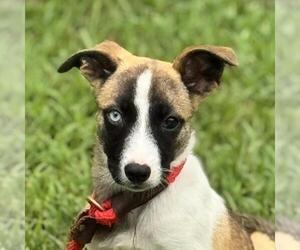 Labrenees Dogs for adoption in Yardley, PA, USA