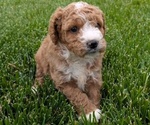Small Photo #58 Cavapoo Puppy For Sale in GOSHEN, IN, USA