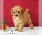 Small #3 Cavapoo