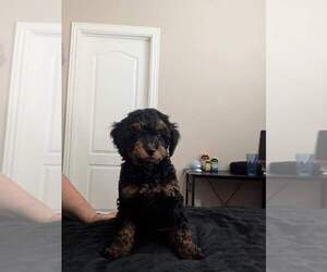 Cockapoo-Poodle (Toy) Mix Puppy for sale in SAINT GEORGE, UT, USA