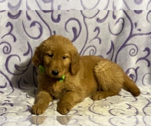 Golden Retriever Puppy for sale in LANCASTER, PA, USA