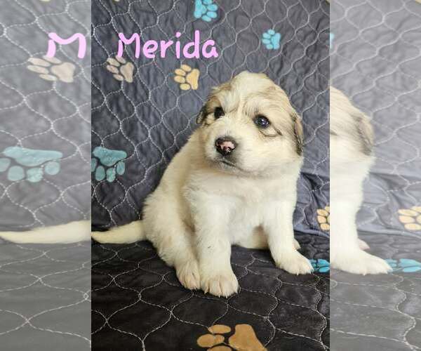 Medium Photo #2 Great Pyrenees Puppy For Sale in Croydon, NH, USA