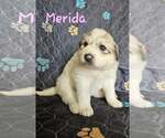 Small #1 Great Pyrenees