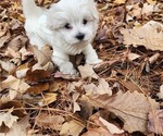 Small #5 Maltese