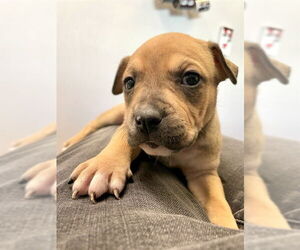 Chinese Shar-Pei-Unknown Mix Dogs for adoption in Tallahassee, FL, USA