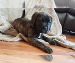 Small Photo #3 Mastiff Puppy For Sale in MERCED, CA, USA