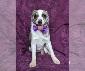 Boston Terrier-Pomsky Mix Puppy for sale in EPHRATA, PA, USA