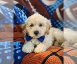 Small Photo #4 Bichpoo-Poodle (Miniature) Mix Puppy For Sale in LINCOLN UNIV, PA, USA
