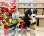 Puppy Becca Bernese Mountain Dog