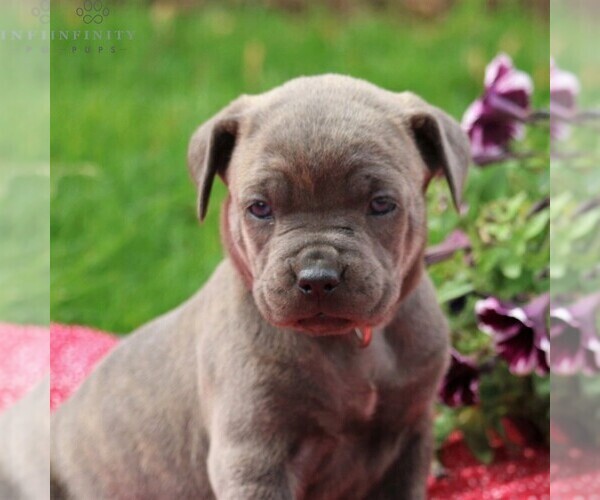 Medium Photo #3 Cane Corso Puppy For Sale in MYERSTOWN, PA, USA
