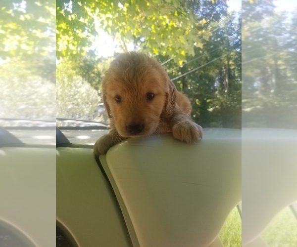 Medium Photo #5 Golden Retriever Puppy For Sale in MCMINNVILLE, TN, USA