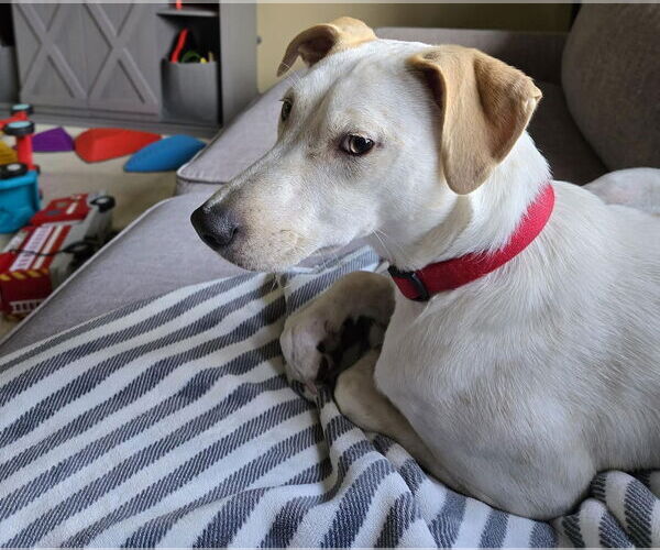 Medium Photo #3 Jack Russell Terrier-Unknown Mix Puppy For Sale in Princeton, MN, USA