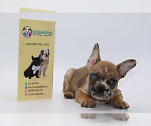 French Bulldog Puppy for sale in CORAL SPRINGS, FL, USA