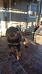 Small Photo #10 Rottweiler Puppy For Sale in RANCHO CORDOVA, CA, USA