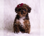 Puppy Mandy Poodle (Toy)