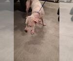 Small American Pit Bull Terrier Mix