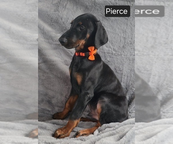 Medium Photo #3 Doberman Pinscher Puppy For Sale in POMEROY, OH, USA