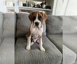 Small Photo #2 Boxer Puppy For Sale in CHICAGO, IL, USA