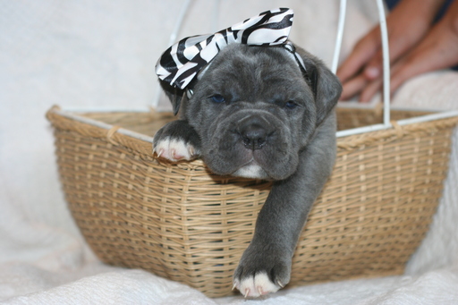 Medium Photo #5 Cane Corso Puppy For Sale in MONTVILLE, OH, USA