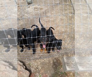 Labbe Puppy for sale in VERSAILLES, MO, USA