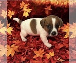 Small Jack Russell Terrier