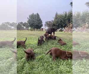 Labrador Retriever Puppy for sale in LOMA RICA, CA, USA