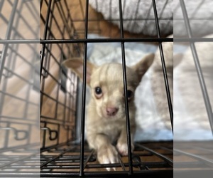 Chihuahua Puppy for sale in MIDDLETOWN, NY, USA
