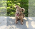 Small #1 American Pit Bull Terrier Mix