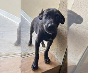 Labrador Retriever-Unknown Mix Dogs for adoption in Texas City, TX, USA