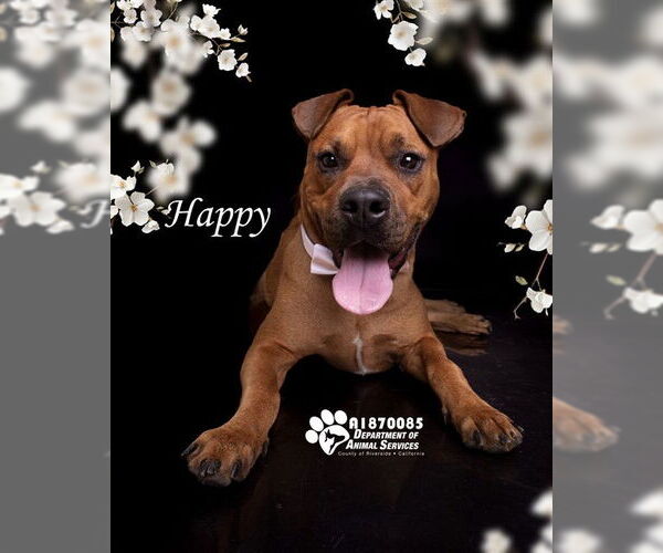 Medium Photo #1 American Pit Bull Terrier Puppy For Sale in Riverside, CA, USA