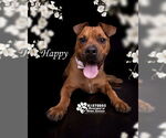 Small American Pit Bull Terrier